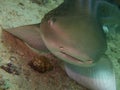 Zebra shark