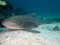 Zebra shark