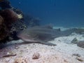 Zebra shark