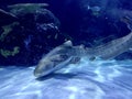 Zebra shark