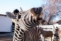 Zebra shows its teeth