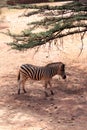 Zebra Royalty Free Stock Photo