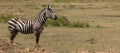 Zebra side view, copy space Royalty Free Stock Photo