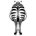 Zebra sketch vector graphics Royalty Free Stock Photo