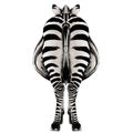Zebra sketch vector graphics Royalty Free Stock Photo