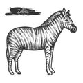 Zebra sketch, zoo and African jungle wild animal