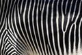 Zebra Skin