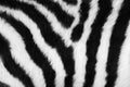 Zebra skin Royalty Free Stock Photo