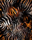 Zebra skin Royalty Free Stock Photo