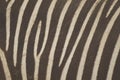 Zebra skin background