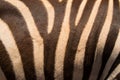 Zebra skin hide safari background