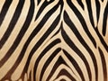 Zebra skin