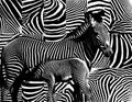 Zebra skin pattern.
