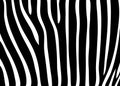 Zebra skin pattern Royalty Free Stock Photo