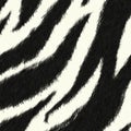Zebra skin pattern background Royalty Free Stock Photo