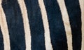 Zebra skin pattern Royalty Free Stock Photo