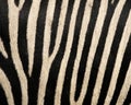 Zebra skin pattern texture repeating monochrome Texture animal prints background Royalty Free Stock Photo
