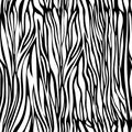 Zebra skin seamless pattern, animal texture, animalistic ornament, monochrome abstract tracery, vector background. Chaotic black s Royalty Free Stock Photo