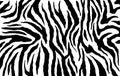 Zebra skin, stripes pattern. Animal print. Black and white background. Vector texture. Royalty Free Stock Photo