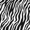 Zebra skin, stripes pattern. Animal print, black and white texture. Monochrome seamless background. Vector illustration Royalty Free Stock Photo