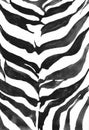 Zebra skin texture painted with watercolors. Royalty Free Stock Photo