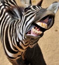Zebra smile Royalty Free Stock Photo