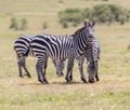 A Zebra With a Smile