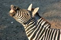 Zebra Royalty Free Stock Photo