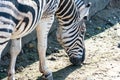 Zebra sniffs sand in the pasture, animal zebra eats sand close-up