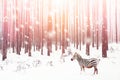 Zebra in a snowy forest. Fantastic fabulous image. Winter dreamland. ÃÂÃÂ¡onceptual striped image in pink color Royalty Free Stock Photo