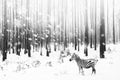 Zebra in a snowy forest. Fantastic fabulous image. Winter dreamland. ÃÂÃÂ¡onceptual striped monochrome image. Wallpaper.