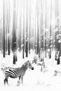 Zebra in a snowy forest. Fantastic fabulous image. Winter dreamland. ÃÂÃÂ¡onceptual striped monochrome image.