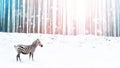 Zebra in a snowy forest. Fantastic fabulous image. Winter dreamland. ÃÂÃÂ¡onceptual striped image in pink and blue color