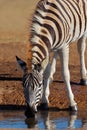 Zebra, SOuth Africa Royalty Free Stock Photo