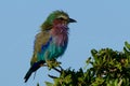 Lilac breasted roller young South Africa perch colourful profile Royalty Free Stock Photo