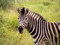 The zebra in South Africa