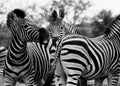 Zebra South Africa interaction playing black white Royalty Free Stock Photo