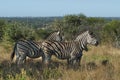 Zebra ,south Africa Royalty Free Stock Photo