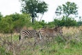 ZEBRA ON SOUTH AFRICAN GRASSLAND MOVING OFF