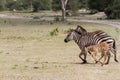 Zebra family in Tarangire National Park, Tanzania Royalty Free Stock Photo