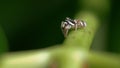 Zebra spider is looking for prey in the garden Zebraspringspinne auf Jagd im GartenSalticus scenicus Royalty Free Stock Photo