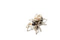 Zebra spider, isolated Royalty Free Stock Photo