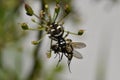 Zebra Spider Salticus scenicus, has just caught a fly