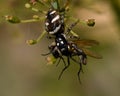 Zebra Spider Salticus scenicus, has just caught a fly