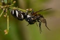 Zebra Spider Salticus scenicus, has just caught a fly