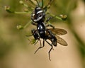 Zebra Spider Salticus scenicus, has just caught a fly