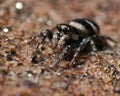 Zebra Spider Salticus scenicus Royalty Free Stock Photo