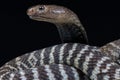 Zebra spitting cobra Naja nigricincta nigricincta