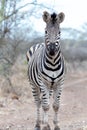 Zebra stallion being alert on dirt road in Africa