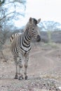 Zebra stallion on gravel road in South Africa RSA